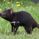 Image for article titled Contagious Strains of Cancer May Be More Common Than We Thought